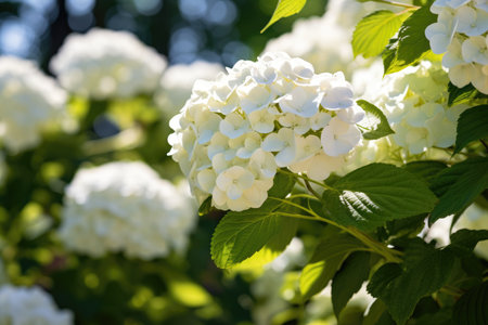 Detailed View of White Hydrangea Petals.の素材