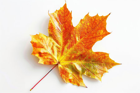 Vibrant Autumn Maple Leaf Isolated On White Background.の素材