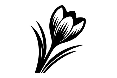 Black and white crocus flower isolated on white background. Vector illustration.のイラスト素材