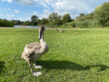 Swan signet standing on the grass bank of an english lake.の写真素材