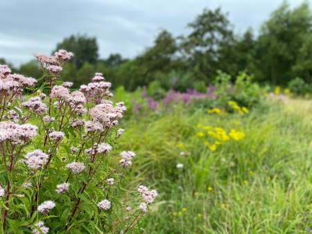 Coloured English wildflowers growing in a nature pasture in the picturesque British countryside.