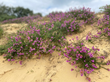 Natural purple Heather wildflowers growing on natural sandbanks in Lyndhurst, in the New Forest, United Kingdom.の写真素材