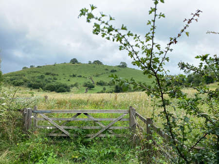 Wooden farm gate leading to wildlife meadows and rolling hills. Winchester, England.の写真素材