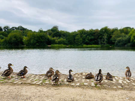 Ducks standing in a row on the slipway of a lake.の写真素材