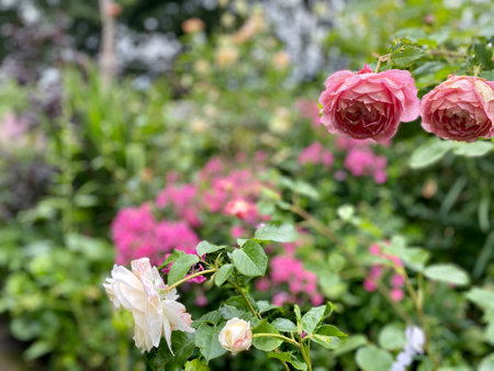 Pink and cream roses amongst green foliage in a cottage garden flower bed.の写真素材