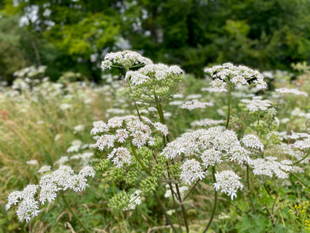 Cow Parsley in an english wildflower meadow.