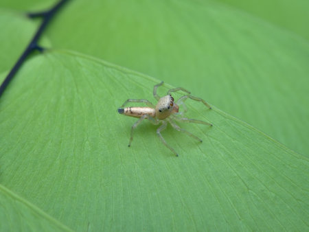 small jumping spider on the fern leafの写真素材