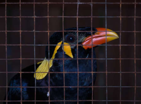 Asian parrot in a rusty cage