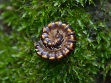 yellow spotted millipede roll up on the mossy groundの写真素材