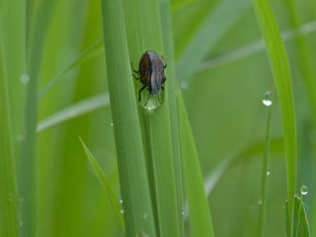 Bug trap in the dew drops