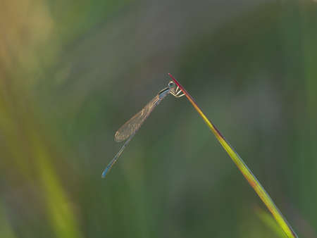Blue civil damselfly on the grassの写真素材