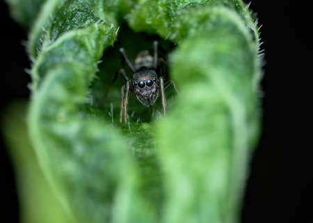 female black mimic ant spider on the nestの写真素材