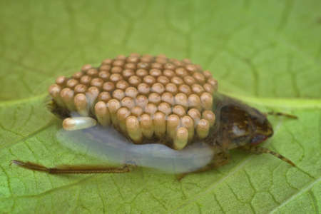 giant water bug carrying eggs on its back from side viewの写真素材