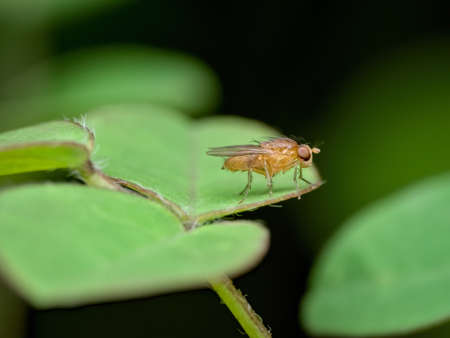 little fruit fly on the leaf