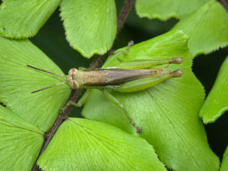 Rice grasshopper camouflage on the fern leaf seen from the topの写真素材