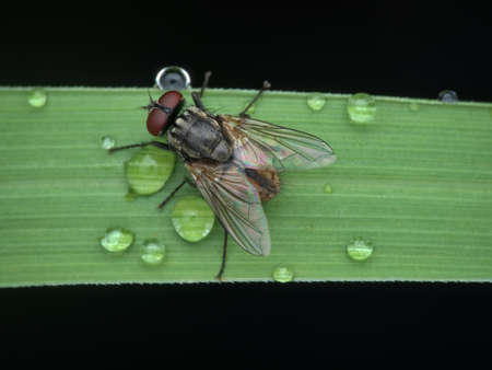 house fly on the grass with dew drops from top view