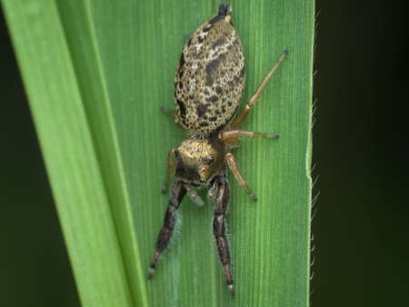 jumping spider with body pattern like batik on grass from top view
