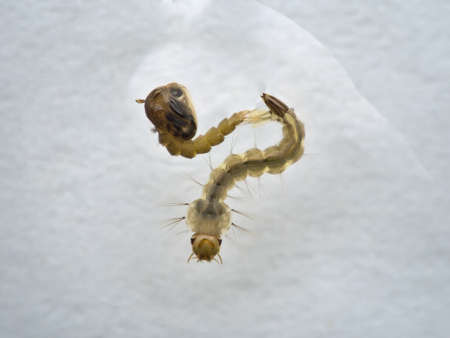 close up mosquito larva and pupaの写真素材