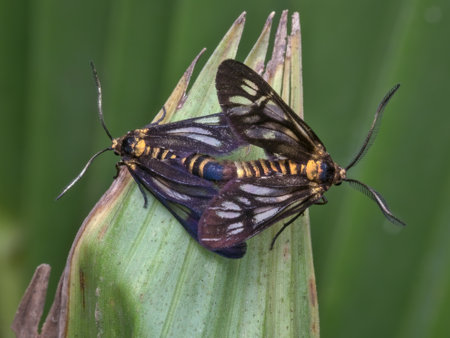 Couple moth mating on the palm leafの写真素材