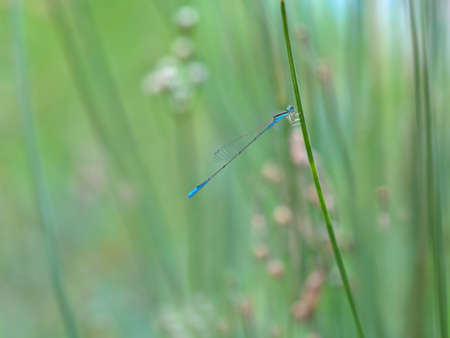 Beautiful blue civil damselfly perched on grassの写真素材