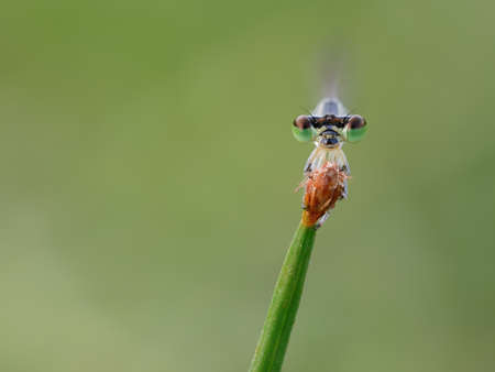 Close up face of blue civil damselfly on the grass pistil
