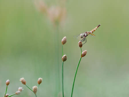 Beautiful female scarlet dwarf dragonfly on the grass pistilの写真素材
