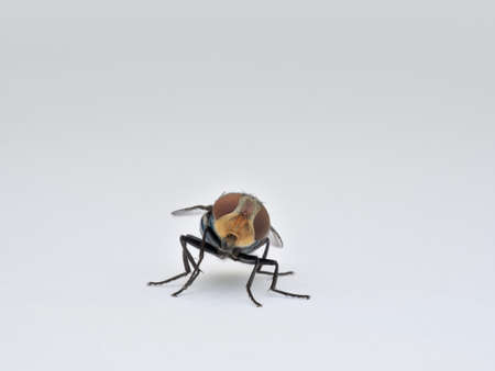 Blue bottle fly on the white pedestal from front view