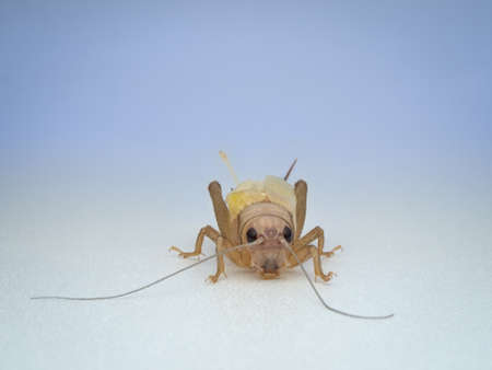 house crickets after molting from the front view