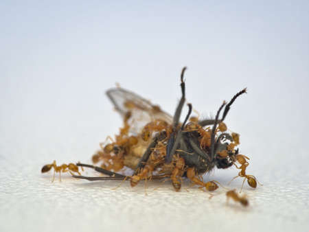 dead house flies are eaten by a group of yellow small antsの写真素材