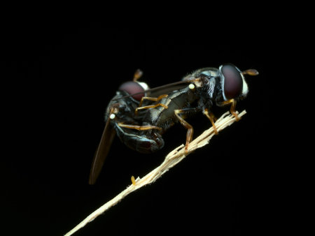 Hover fly mating on the dry grassの写真素材