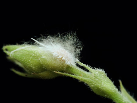 Planthopper larva on the branches