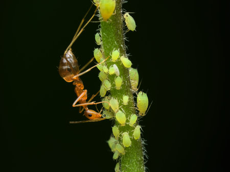 Symbiosis mutualism between yellow ant and yellow aphidsの写真素材