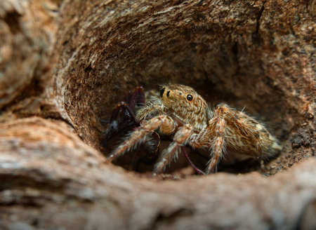 Jumping spider eat prey in the hole of woodの写真素材