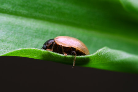 Leaf beetle resting on the grassの写真素材