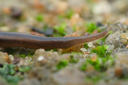 Closeup of flat worm on the sandy groundの写真素材
