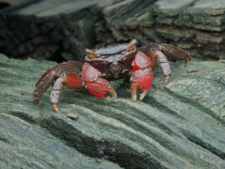 Terrestrial crab on the mossy groundの写真素材