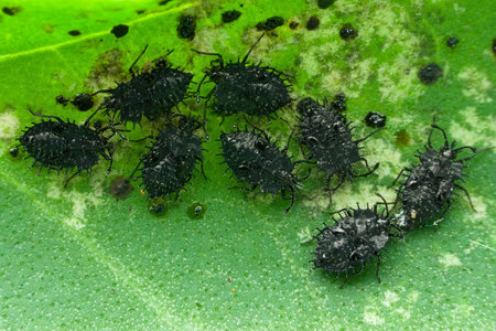 macro, insects, bug, larvae, wildlifeの写真素材