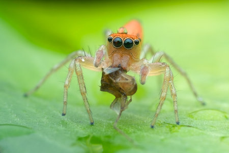 orange jumping spider eat prey on the leafの写真素材