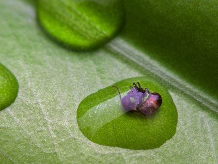a dead ant trapped in a water dropletの写真素材