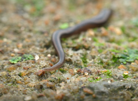 Flat worm on the sandy groundの写真素材