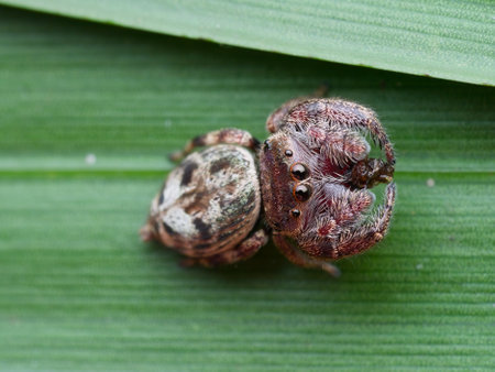 Jumping spider on the leafの写真素材