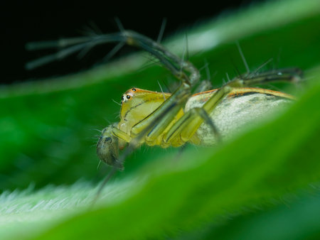 Lynx spider waiting pray on the leaf