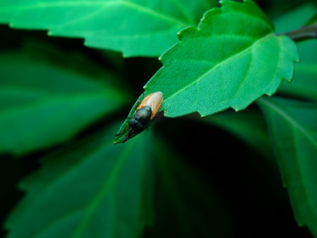 Beautiful hover fly on the tip of leaves