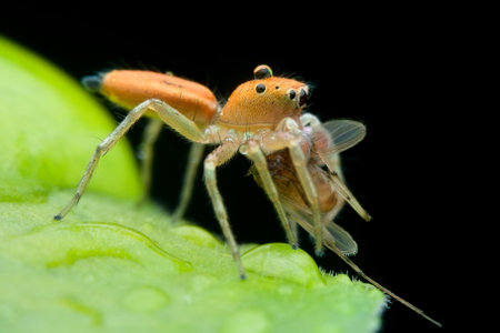 Orange jumping spider eat prey on the wet leavesの写真素材