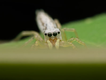 Cute white jumping spider on the grassの写真素材