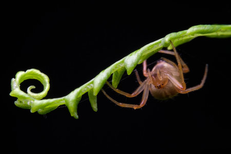 Beautiful orb weaver spider under the fern leafの写真素材