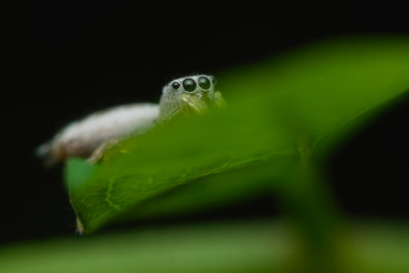White jumping spider on the leafの写真素材