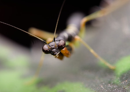 Ant mantis nymph on the leafの写真素材