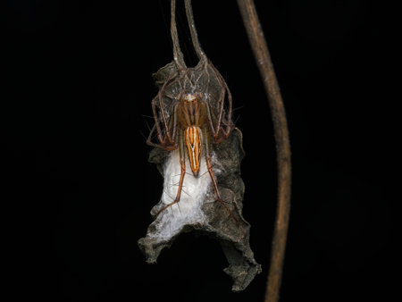 Lynx spiders guard their nests on dry the leavesの写真素材