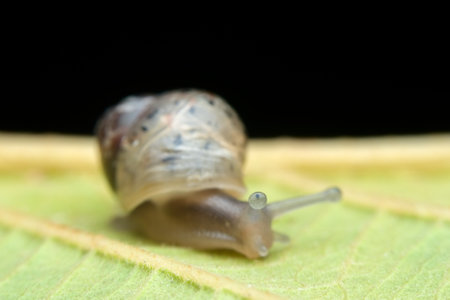 Bush snail on the wilted leaves seen from the sideの写真素材